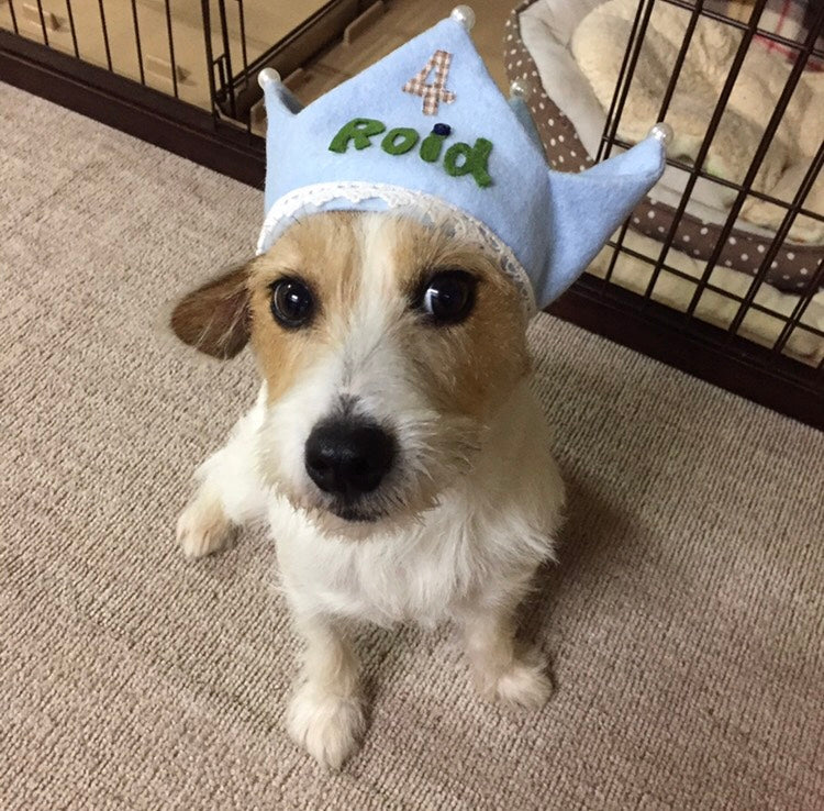 オーナー様から頃いた画像（Roidくん）